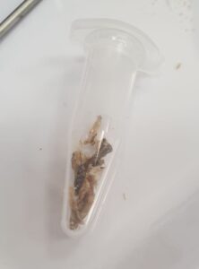 зібраний матеріал для аналізу на грибок