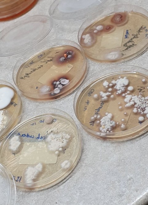 laboratornіj-analyz-na-grybok